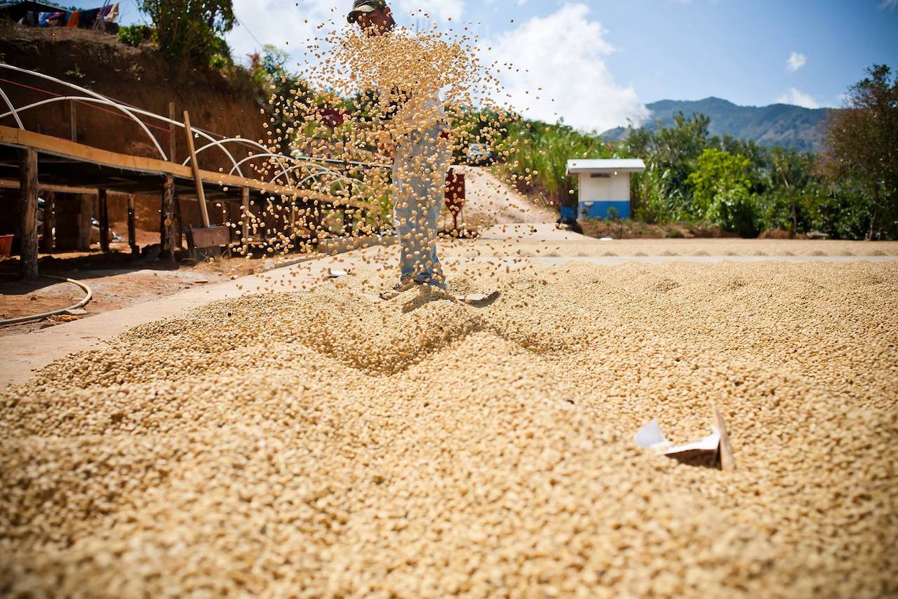 19grams Guatemalan raw coffee drying