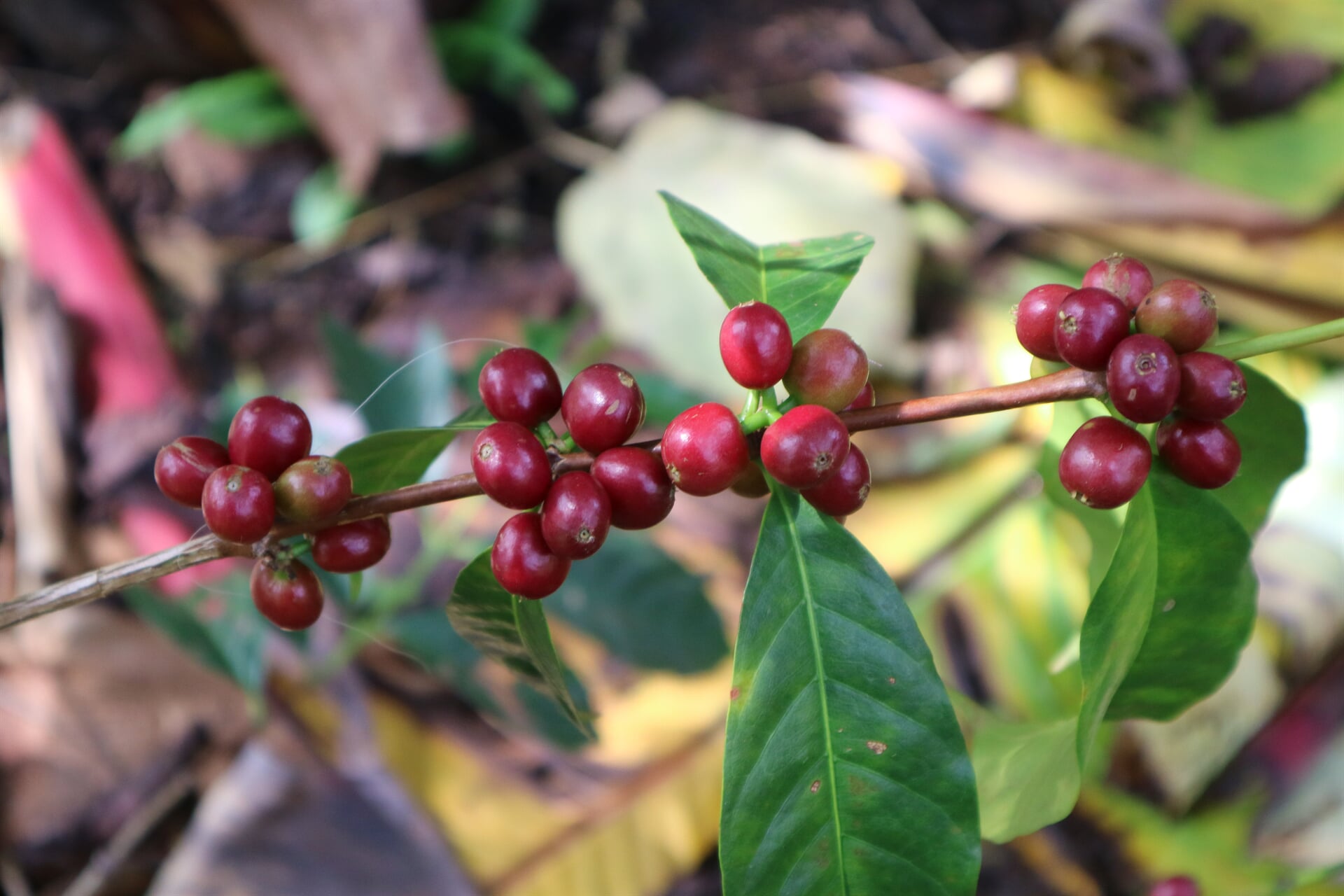 Gibirinna 74110 & Serto 74112