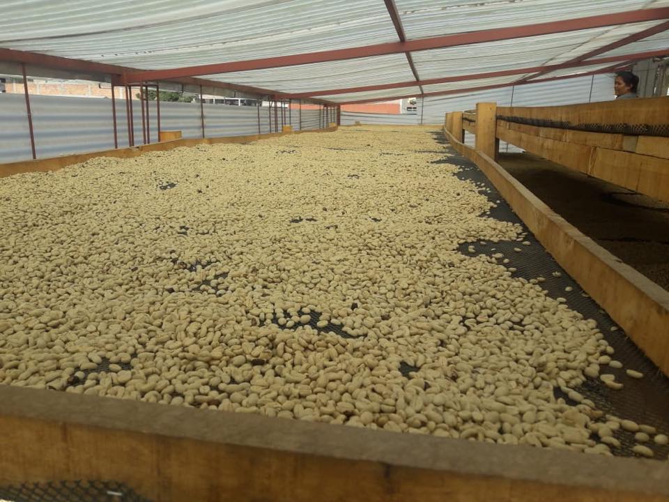 Finca La Requia Kaffee Trocknung