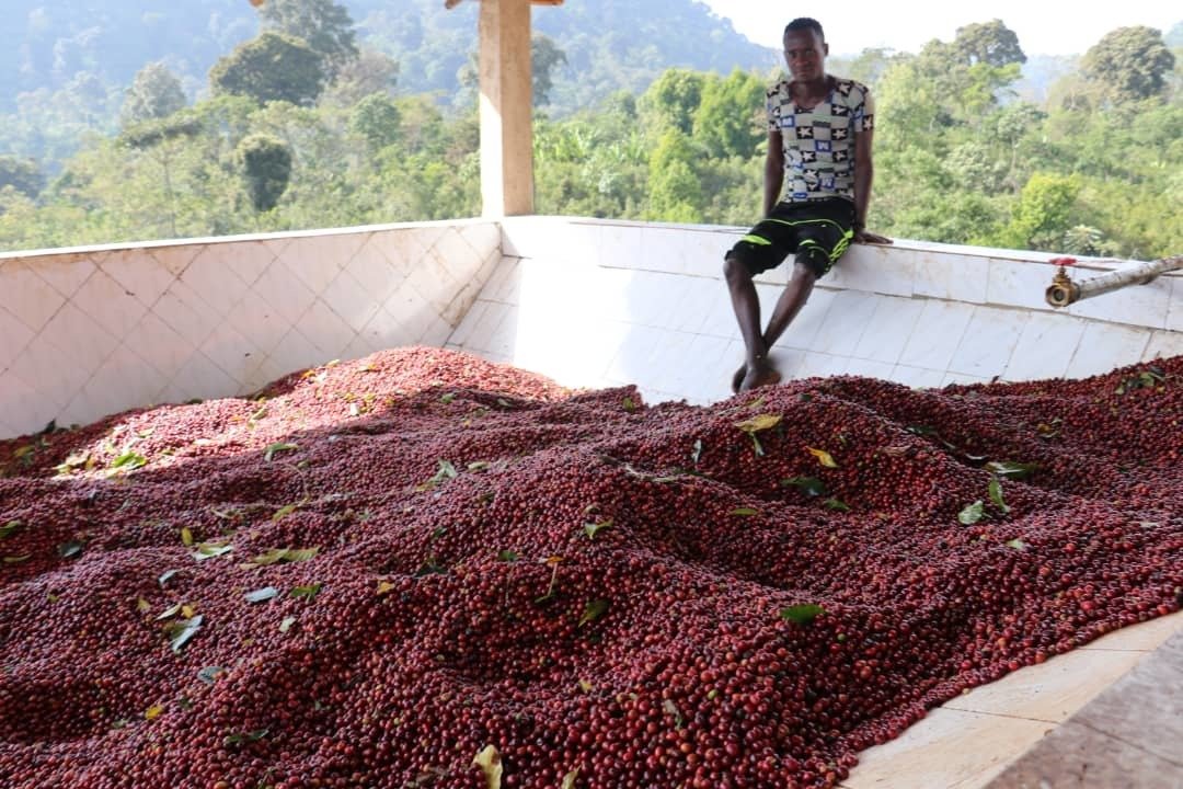 Wolisho-Varietät wird getrocknet.