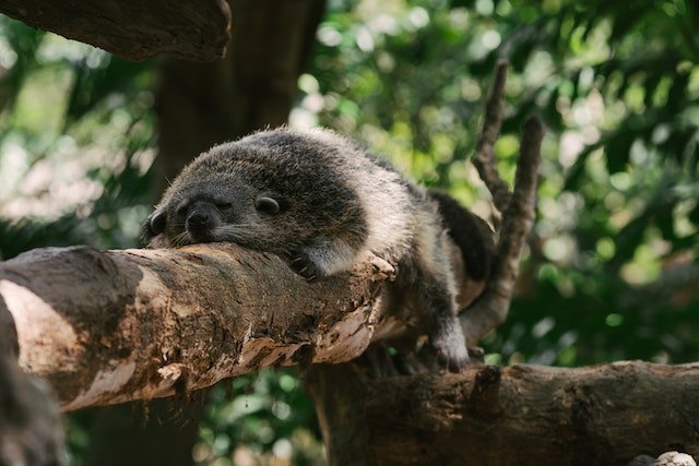 Asian Palm Civet. The animal that creates the Kopi Luwak Coffee, rests on a tree limb.