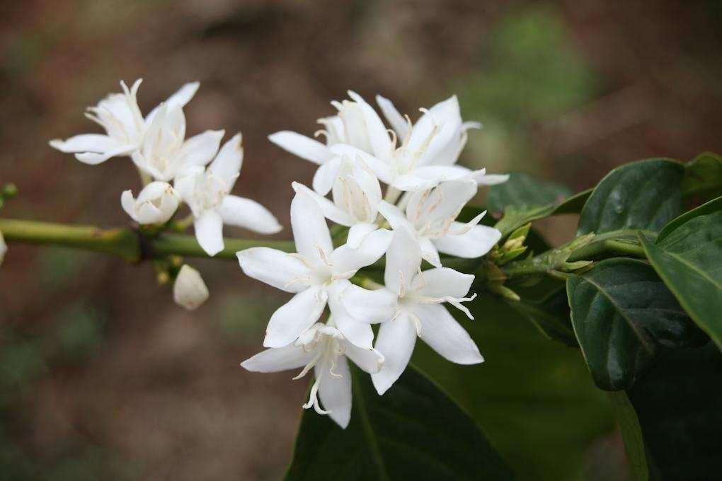 albino kaktus Euphorbia lactea 'White Ghost' For Sale main image 1