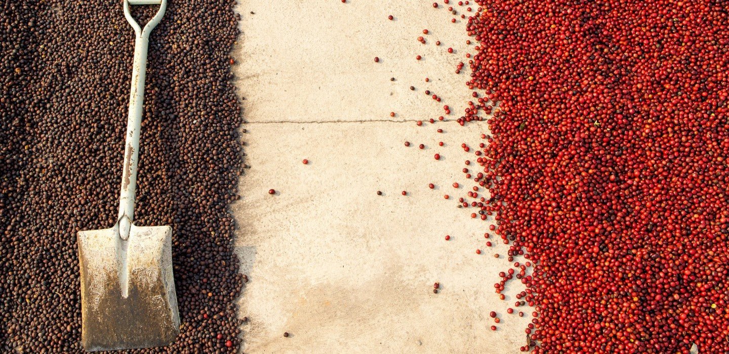 Pergamino Kaffee 19grams