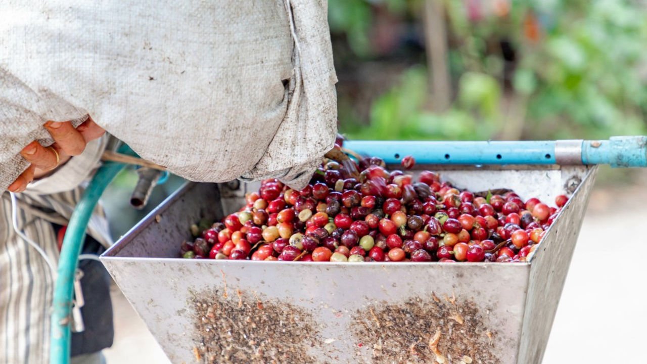 Pulpe im Kaffee – Bedeutung, Verarbeitung & Nachhaltigkeit