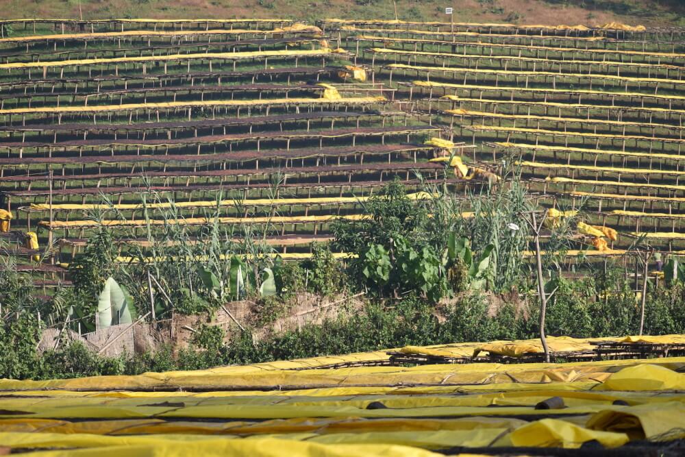 Kawo Kamina Farm