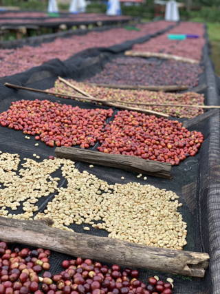 19grams coffee partner Kawo Coffee Farm beans being prepared.
