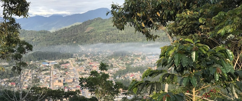 Kaffeepflanze mit Tal einer Stadt in der Türkei