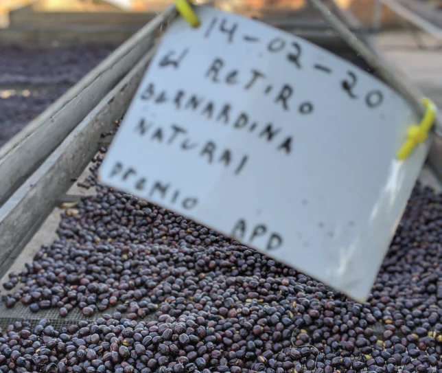 19grams Bernardina El Salvador Röstung