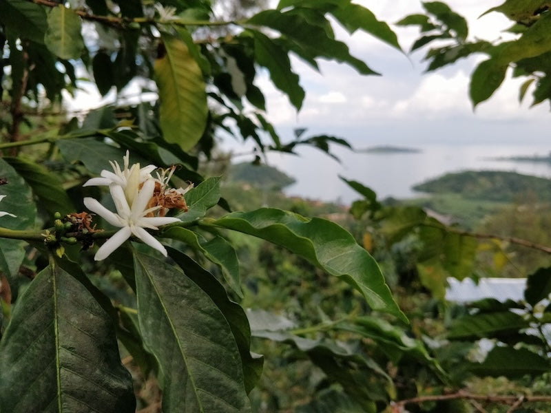 Kaffeepflanze der Farm Bugoyi mit weißer Blüte