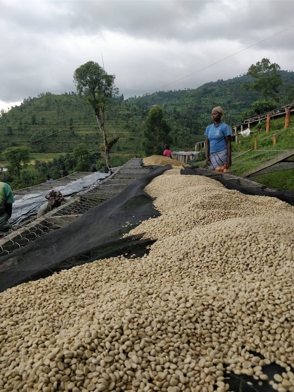 Bugoyi Kaffee Trocknungstisch