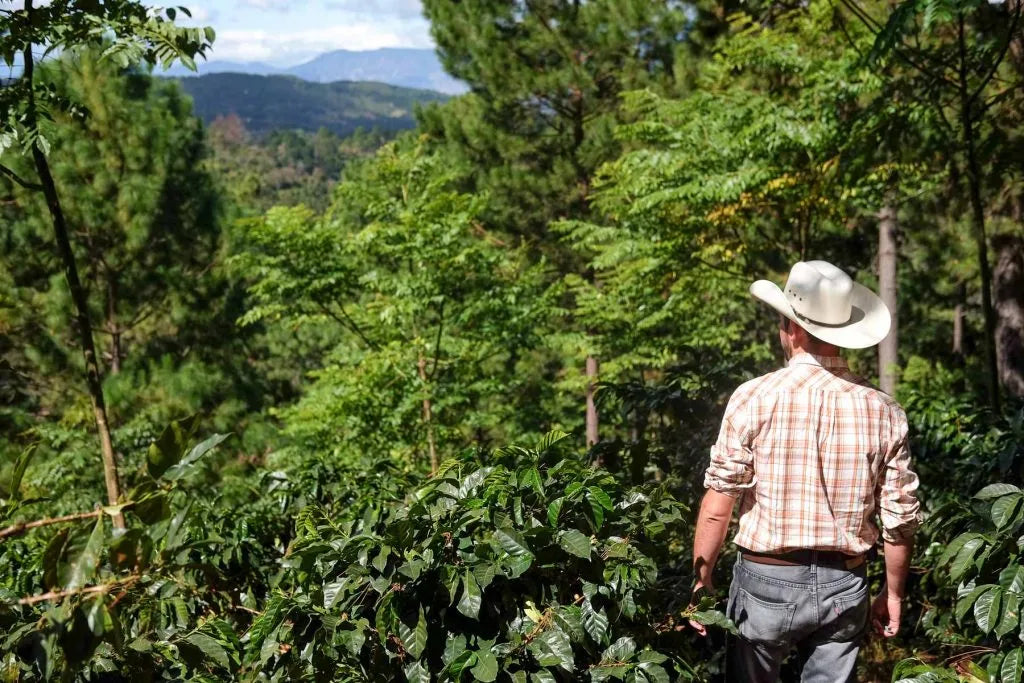 Farmer von hinten auf der Plantage