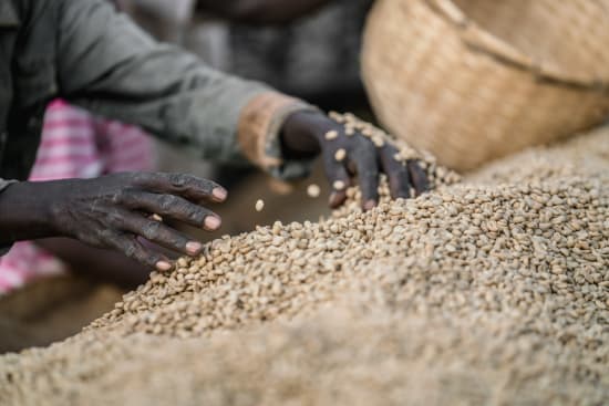 Grünkaffee Sortierung in Äthiopien