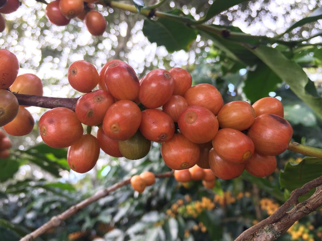Coffee Cherries El Paraiso