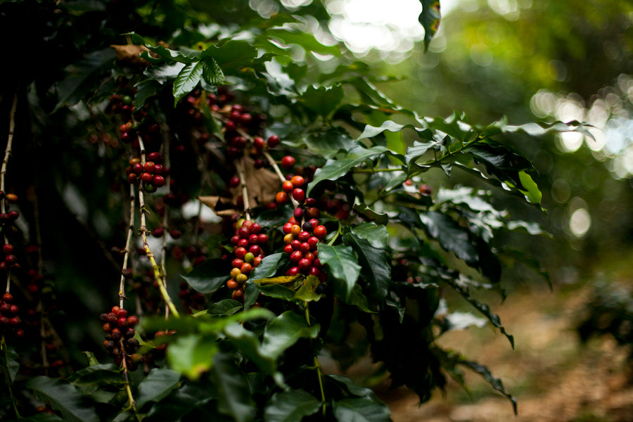 Reife rote Kaffeekirschen an einem Kaffeestrauch