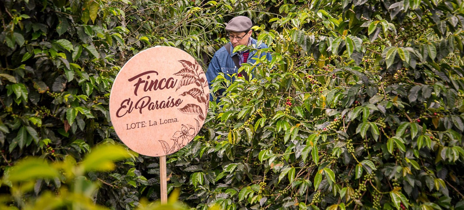 El Paraiso Lychee Cauca Kolumbien
