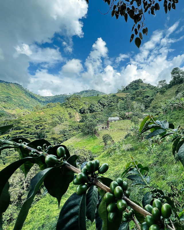 Kaffeefarm Mi Refugio