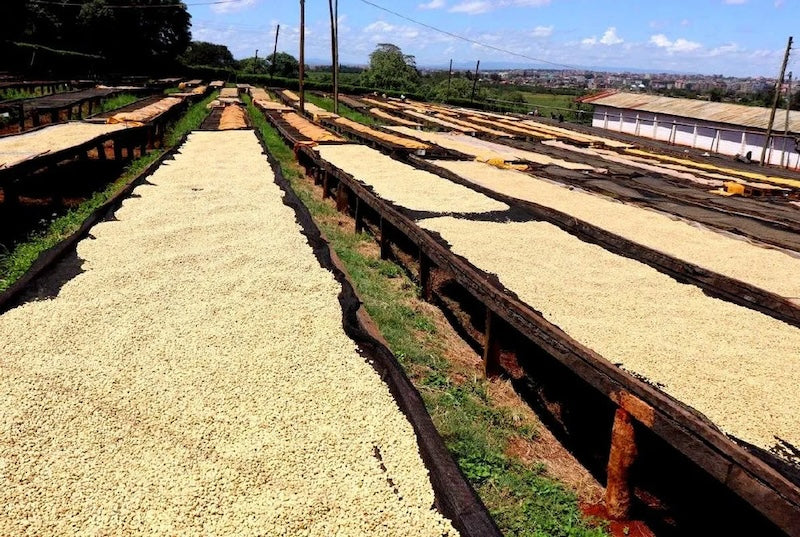 Trockenbetten auf der Kaffeefarm in Kenya