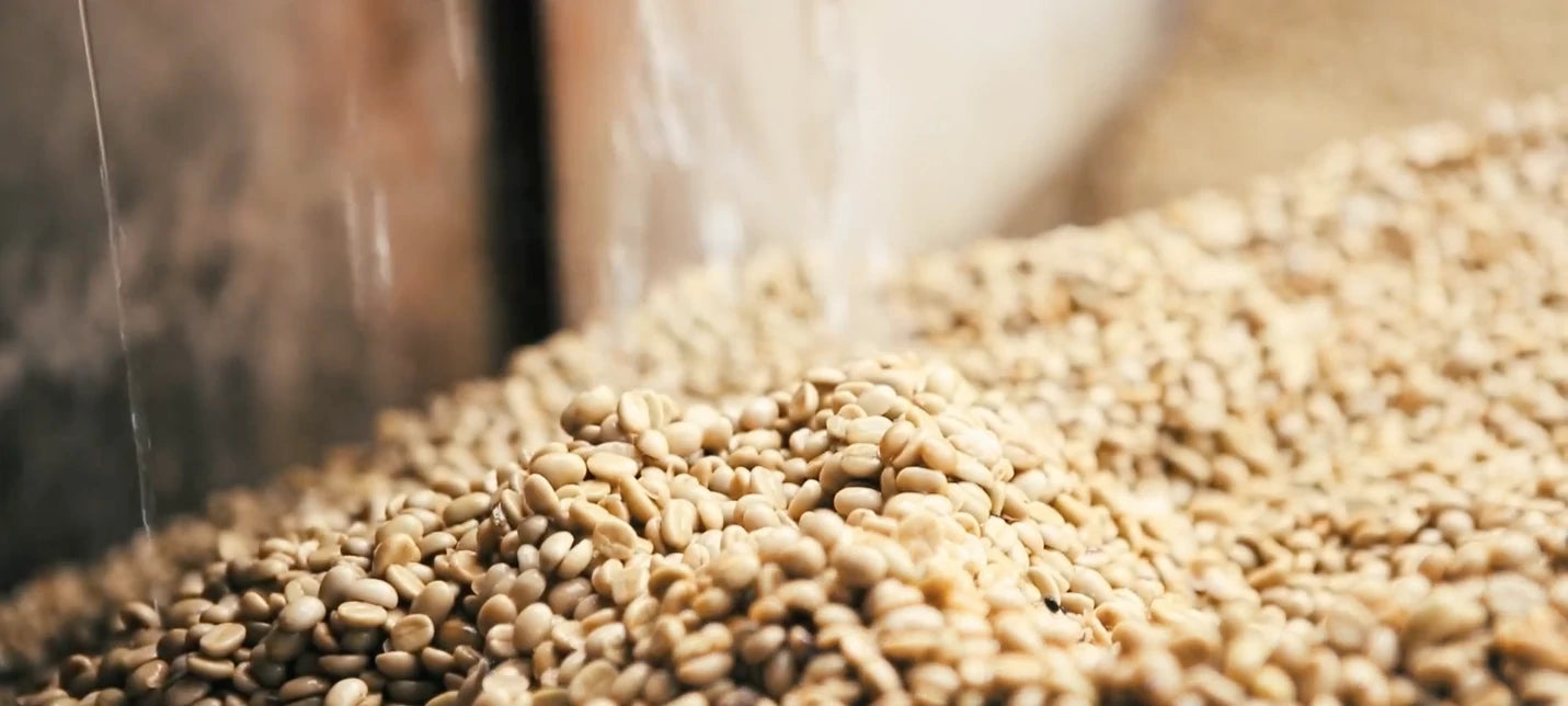 Gewaschener Rohkaffee von La Bolsa