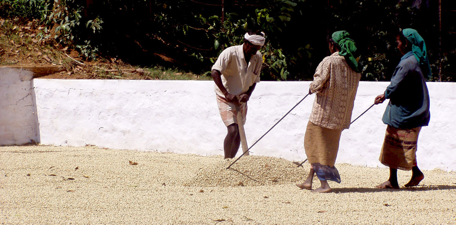 Kaffeefarm in Indien