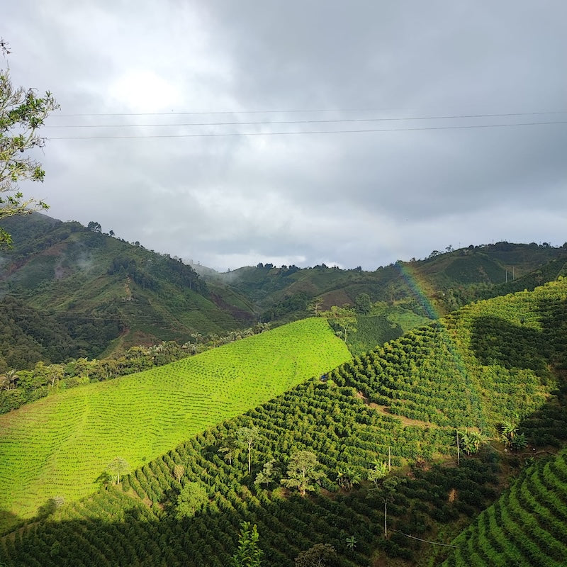 Kolumbien Kaffeeanbaugebiet mit Berglandschaft