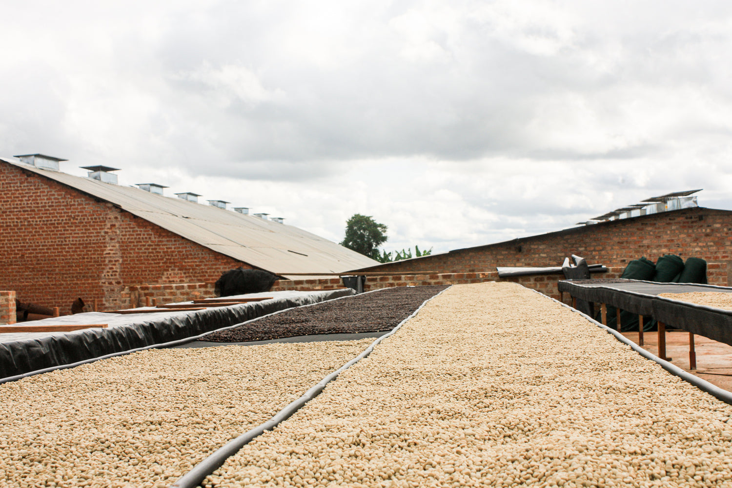 Zambia Kachipapa Farm Drybeds