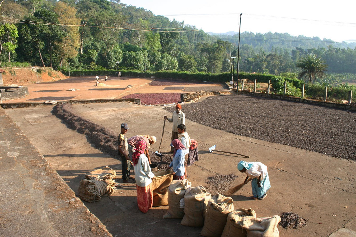 Kaffeefarm in Indien