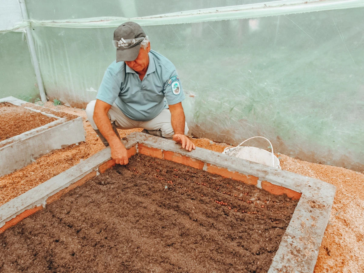 Los Osos Kaffeepflanzen Zucht
