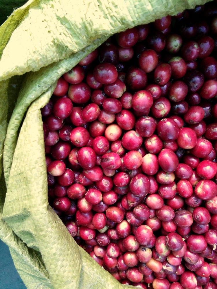 Kaffeekirschen aus Myanmar in einem grünen Sammelsack