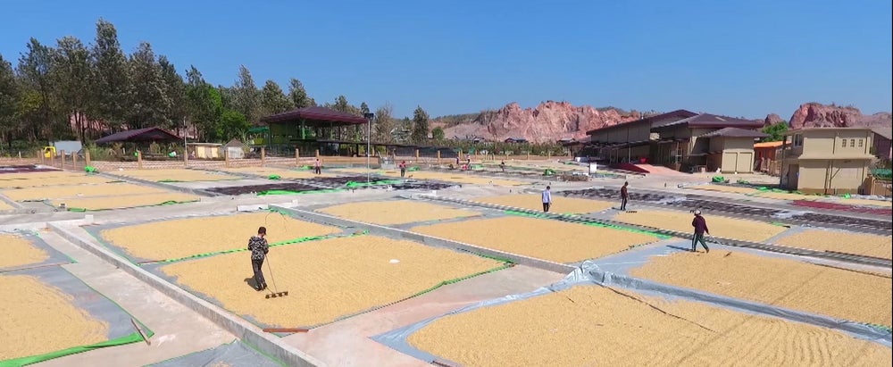 Myanmar Kaffeefarmarbeiter in während der Weiterverarbeitung des Rohkaffees
