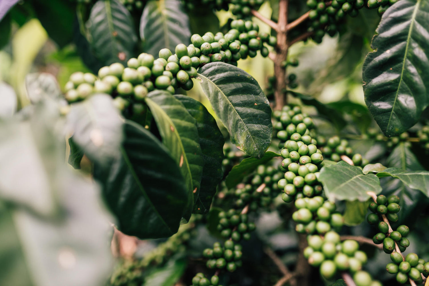 Paraiso Kaffee aus Brasilien