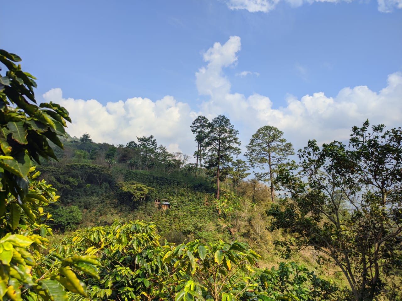 Kaffeefarm von weitem mit klaren Himmel