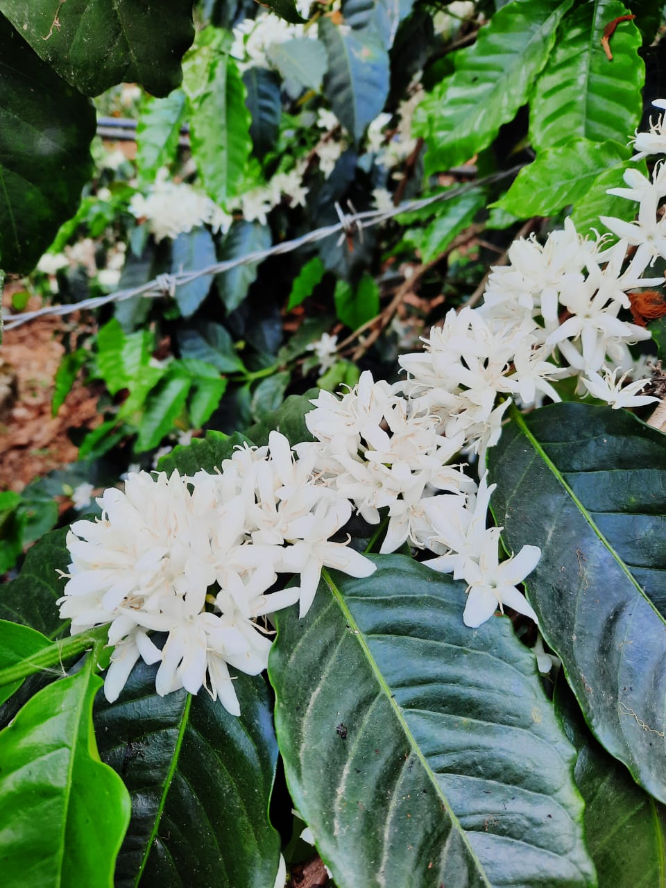Kaffeepflanze schöne weiße Blüten