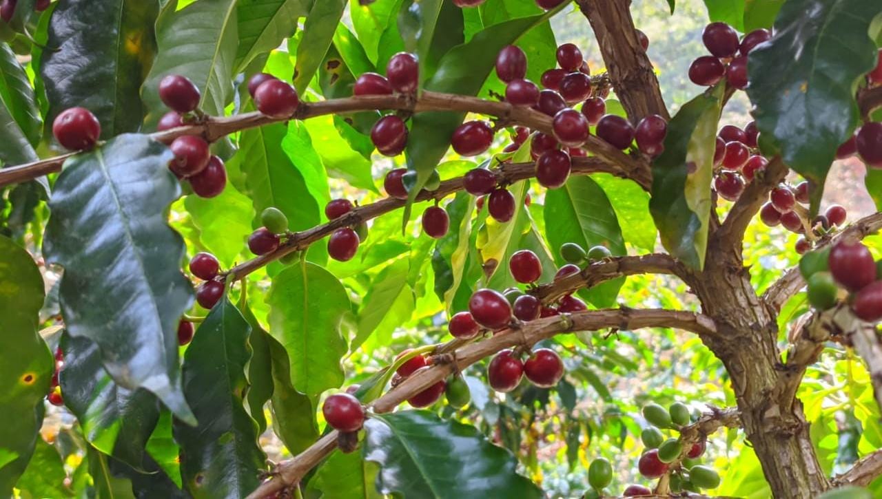 Kaffeekirschen