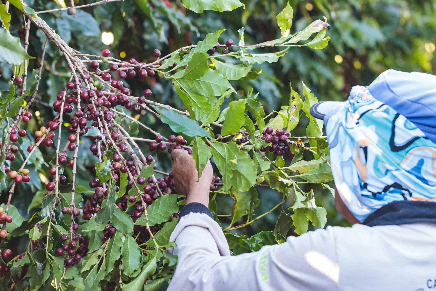 Kaffee Kirschen bei der Ernte in Santa Cecilia Brasilien