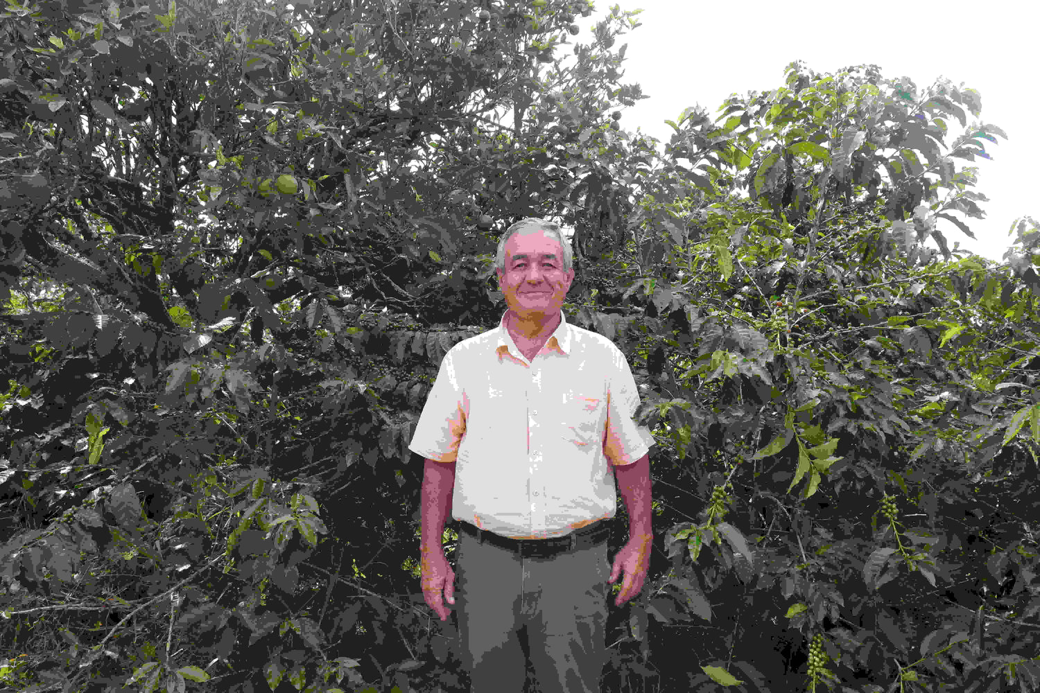 Santa Monica Farmer vor einer Kaffeepflanze