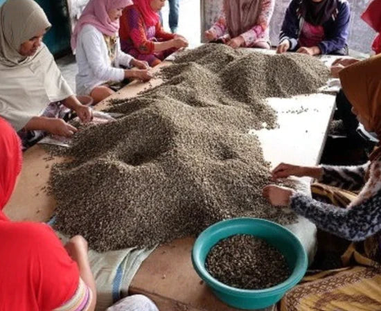 Farmerinnen auf dem Shantawene Kaffee Anbau in Äthiopien