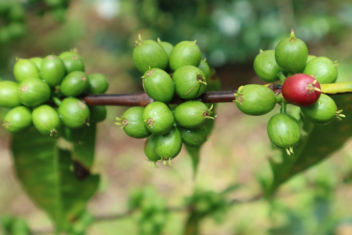 Sookoo Kaffeekirschen in Guji, Äthiopien. Kaffeekirschen-Entwicklung für 19grams - Unreife grüne und perfekt gereifte rote Coffea Arabica Früchte am Kaffeestrauch