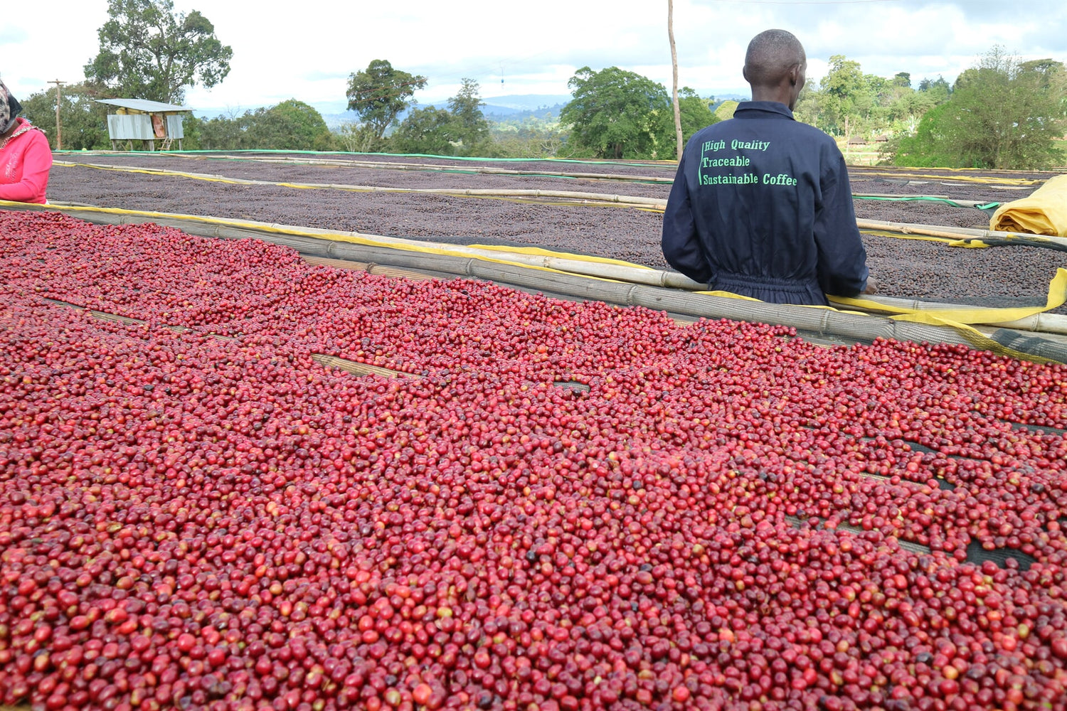 Sookoo Washing Station in Äthiopien. Nachhaltige Kaffeeaufbereitung für 19grams - Arbeiter überwacht Trocknung roter Kaffeekirschen auf Traditional Drying Beds für Specialty Coffee
