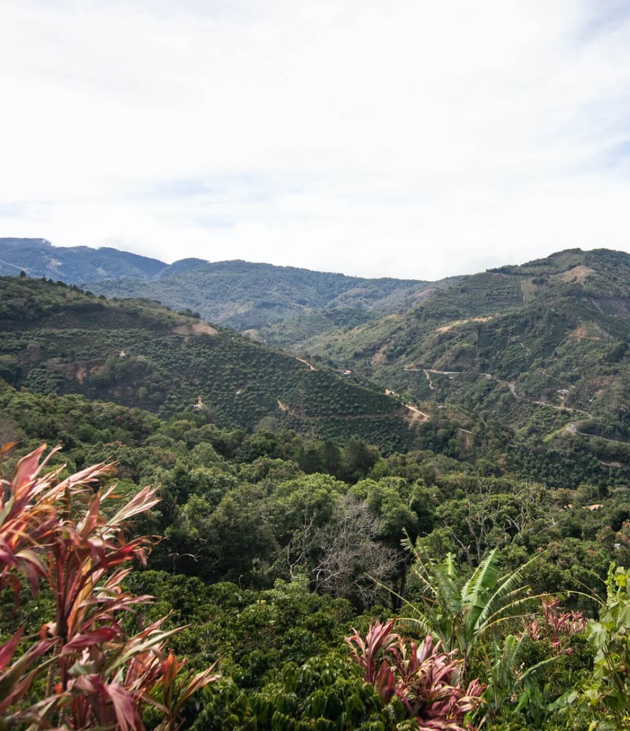 Terrazas del Pisque