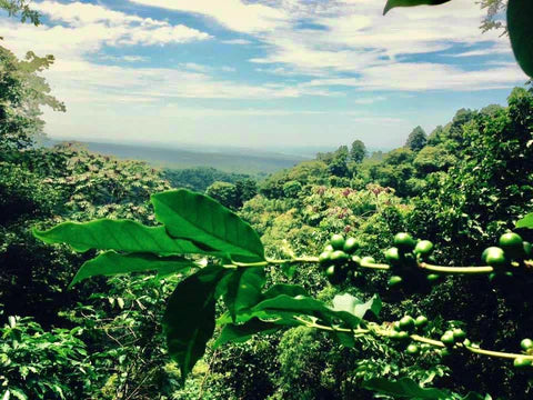 El Salvador La Montana Farm