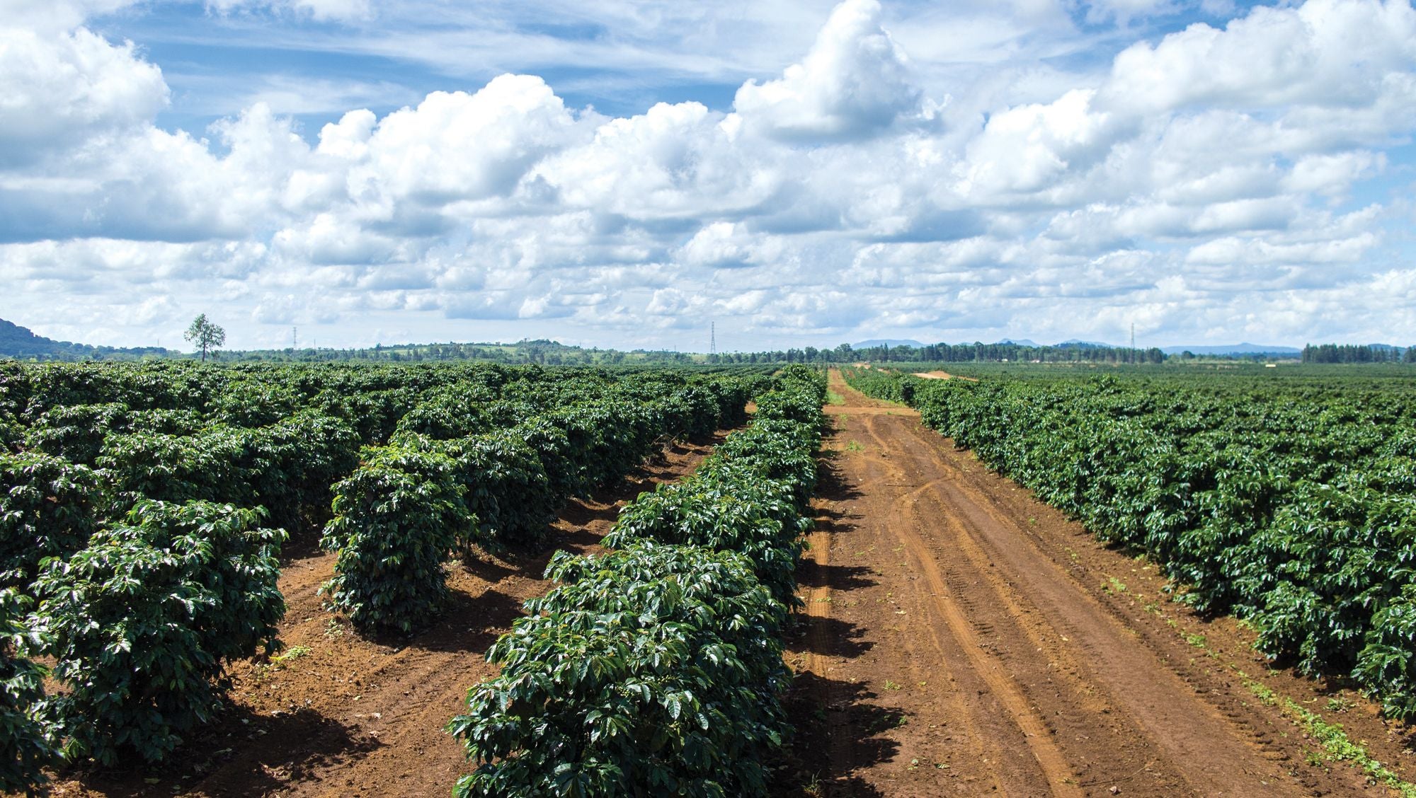 El Salvador La Montana Farm