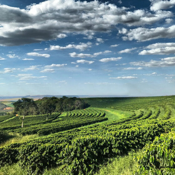 Jemen Coffee Farm Mattari