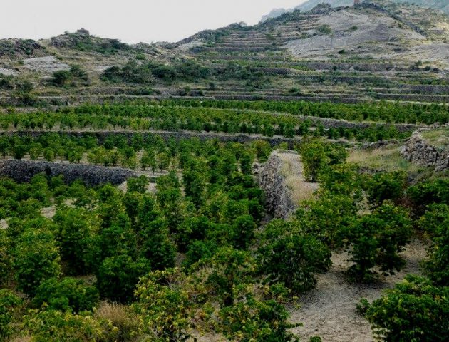 Jemen Coffee Farm Mattari Birdview