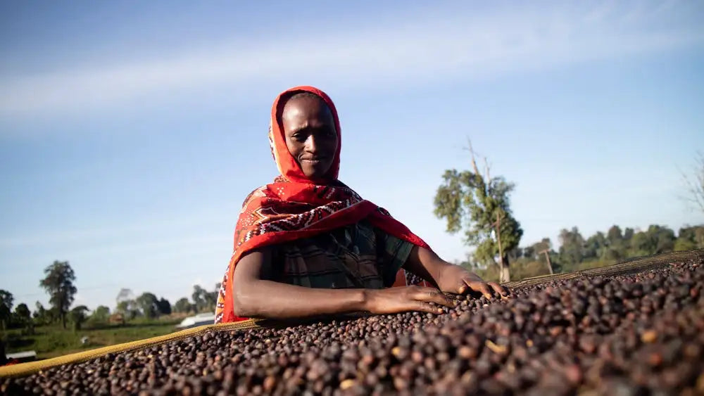 Koromii Guji Farmarbeiterin mit getrockneten Kaffeekirschen