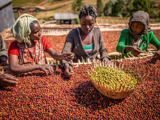 Koromii Kaffeefarm beim aussortieren von Kaffeekirschen