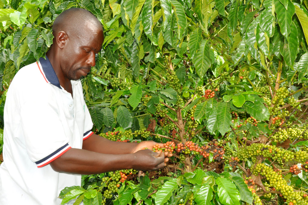 Musana Kaffeefarmer beim kontrollieren der Kaffeekirschen