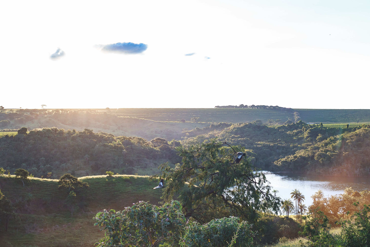 Santa Cecilia Birdview