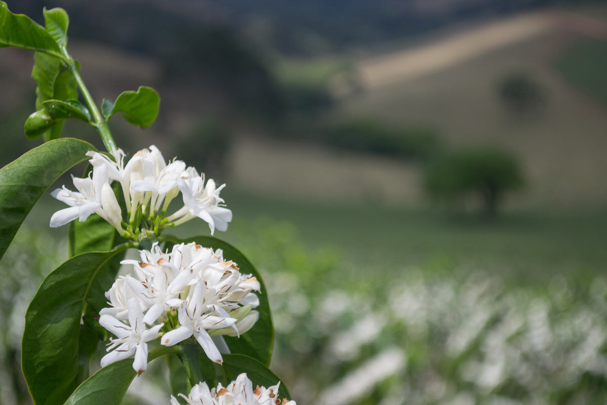 Kaffeepflanze mit weißen Blüten