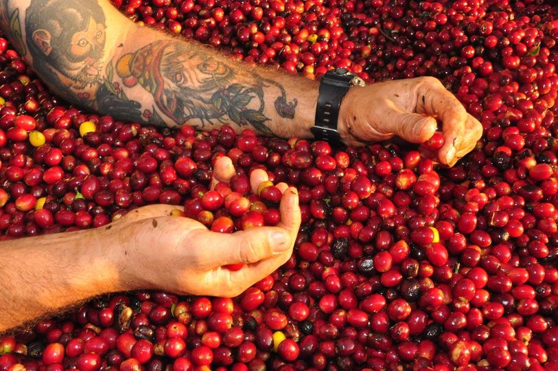 4 Llamas Geisha - Bolivien Filter Verarbeitung Bohnen