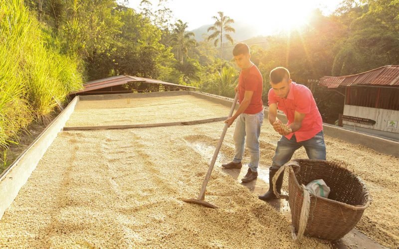 19grams_Peru_El_Santuario_Coffee